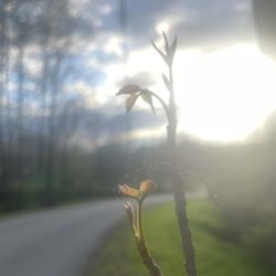Poison Ivy Doc - First leaves of spring!