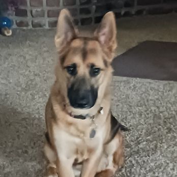 Zoom Room Dog Training - I'm home thinking about what I learned today at Zoom Room! - Pet Training Near Me - Torrance, California Zoom Room Dog Training - I'm home thinking about what I learned today at Zoom Room! - Pet Training Near Me - Torrance, California