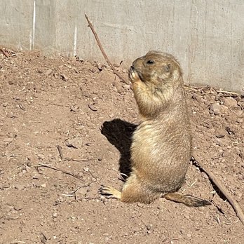 Phoenix Zoo - Hungry baby - Zoos Near Me - Phoenix, Arizona