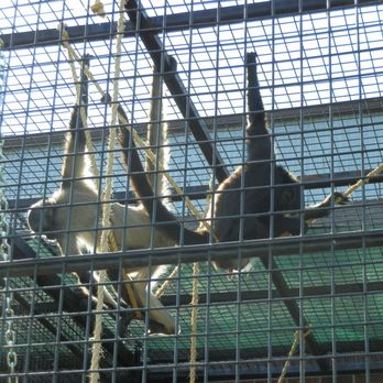 Columbian Park Zoo - Spider Monkeys - Zoos Near Me - Lafayette, Indiana