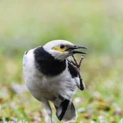 尤德觀鳥園 - Black-collared Starling. Hong Kong April 2026.
