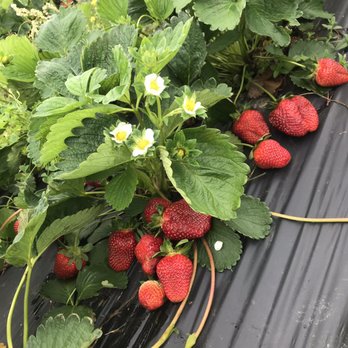 Huldy's Farm - Pick Your Own Farms Near Me - Inola, Oklahoma Huldy's Farm - Pick Your Own Farms Near Me - Inola, Oklahoma