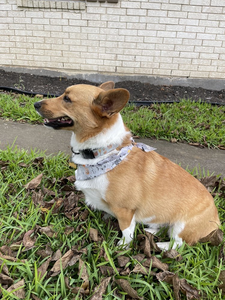 PUPPY LOVE PET SPA Updated September 2024 15 Reviews 691 E