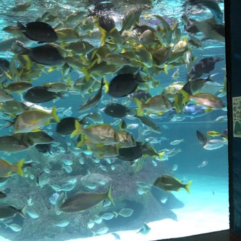Florida Keys Aquarium Encounters - Feeding frenzy at one of the tanks - Aquariums Near Me - Marathon, Florida Florida Keys Aquarium Encounters - Feeding frenzy at one of the tanks - Aquariums Near Me - Marathon, Florida
