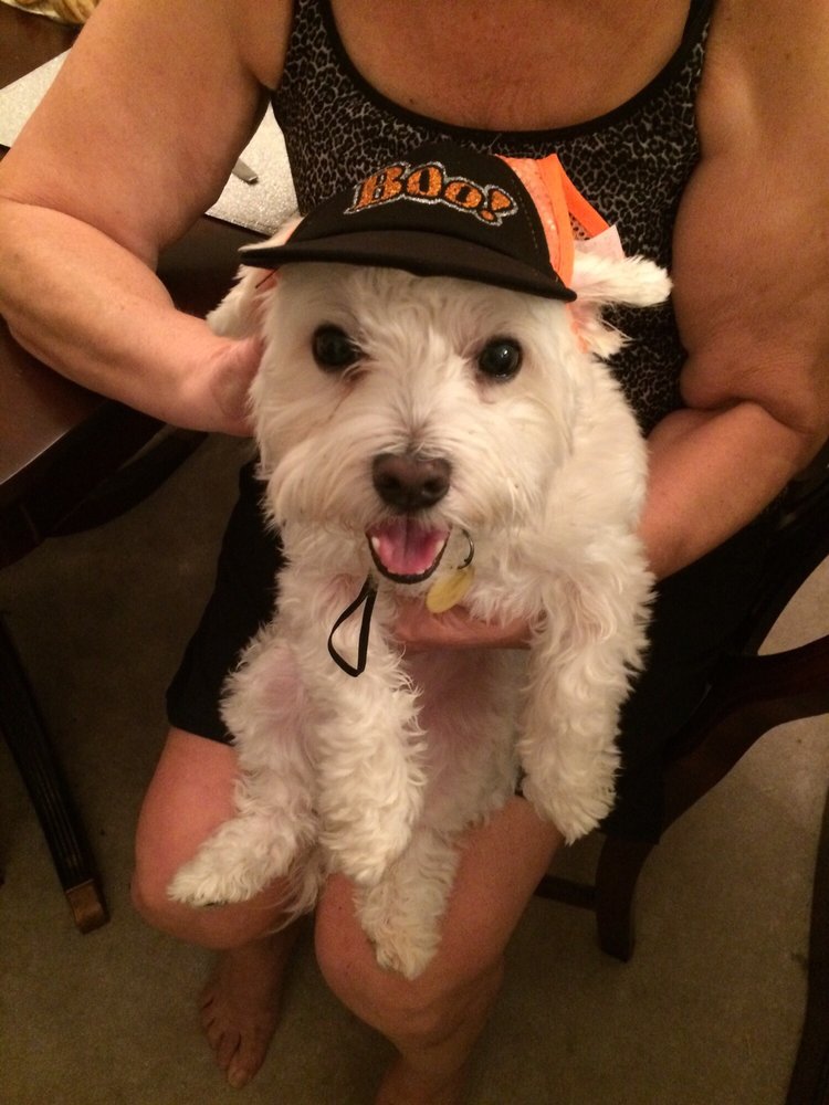 GRANDMAS PET SITTING Updated September 2024 19 Lismore Dr, Toms