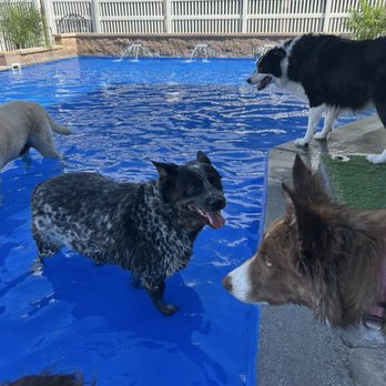 St Marks Dog Resort - Pet Boarding Near Me - Rancho Cucamonga, California St Marks Dog Resort - Pet Boarding Near Me - Rancho Cucamonga, California