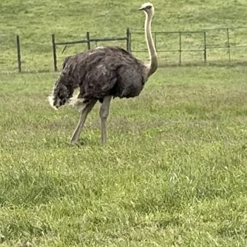 The Wilds - Ostrich - Parks Near Me - Cumberland, Ohio The Wilds - Ostrich - Parks Near Me - Cumberland, Ohio
