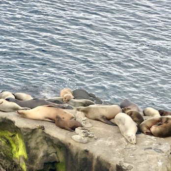 La Jolla Cove - Sea lions and Seals - Parks Near Me - La Jolla, California