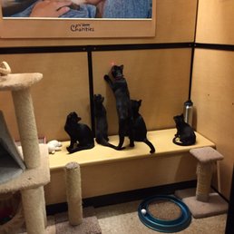 Black kitties ready for adoption! They are super playful :)