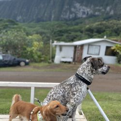 Puuhonua Makeke