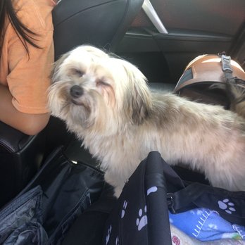 M & J Pet Grooming - My pup was very happy and acting like himself after his time with Maggie! - Pet Groomers Near Me - Sunnyvale, California M & J Pet Grooming - My pup was very happy and acting like himself after his time with Maggie! - Pet Groomers Near Me - Sunnyvale, California