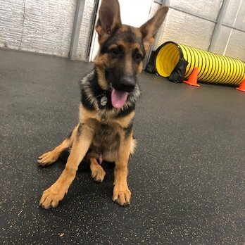 TyCalK9 - Pet Training Near Me - Arcola, Texas TyCalK9 - Pet Training Near Me - Arcola, Texas