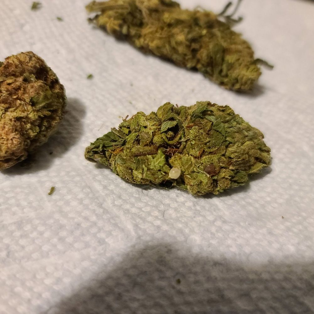 Smoakland Weed Delivery - Here's a better picture of it I mean it's disgusting to smell too. - Cannabis Dispensaries Near Me - Oakland, California