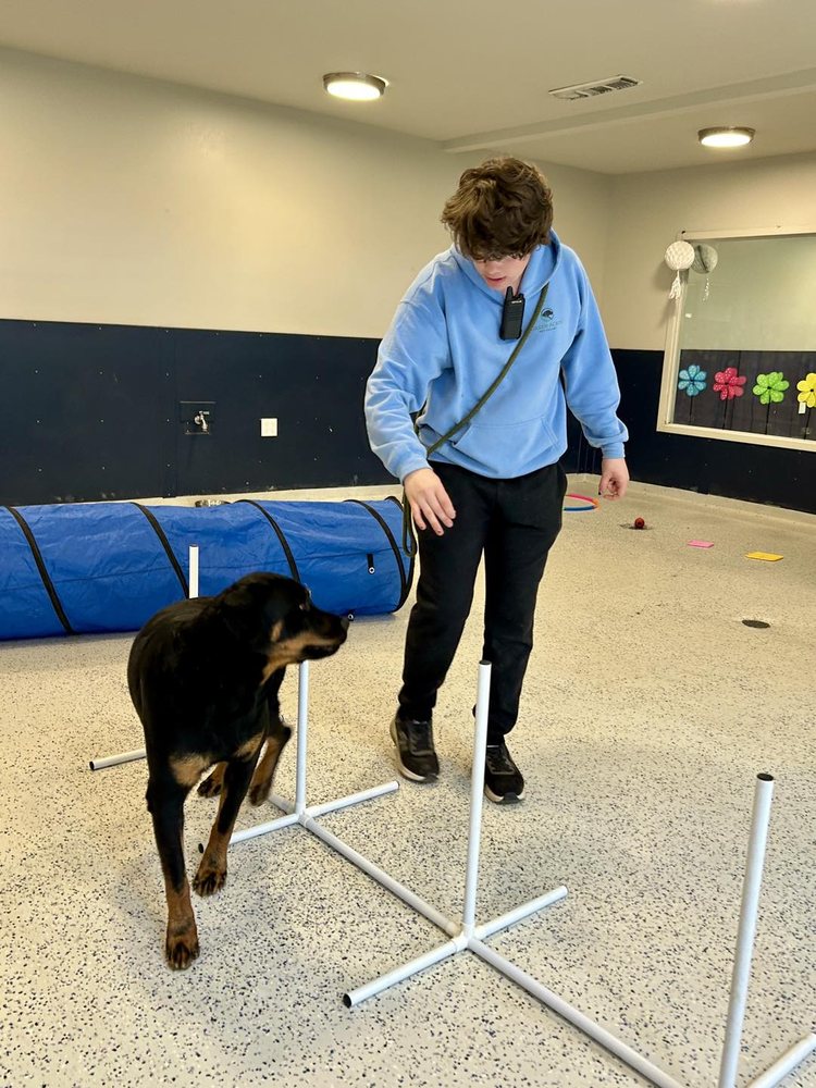 Green Acres Pet Resort - pet boarding facility in DeForest, WI