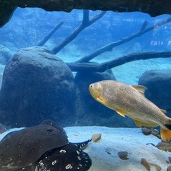 Houston Zoo - Under water to the river otters - Zoos Near Me - Houston, Texas Houston Zoo - Under water to the river otters - Zoos Near Me - Houston, Texas