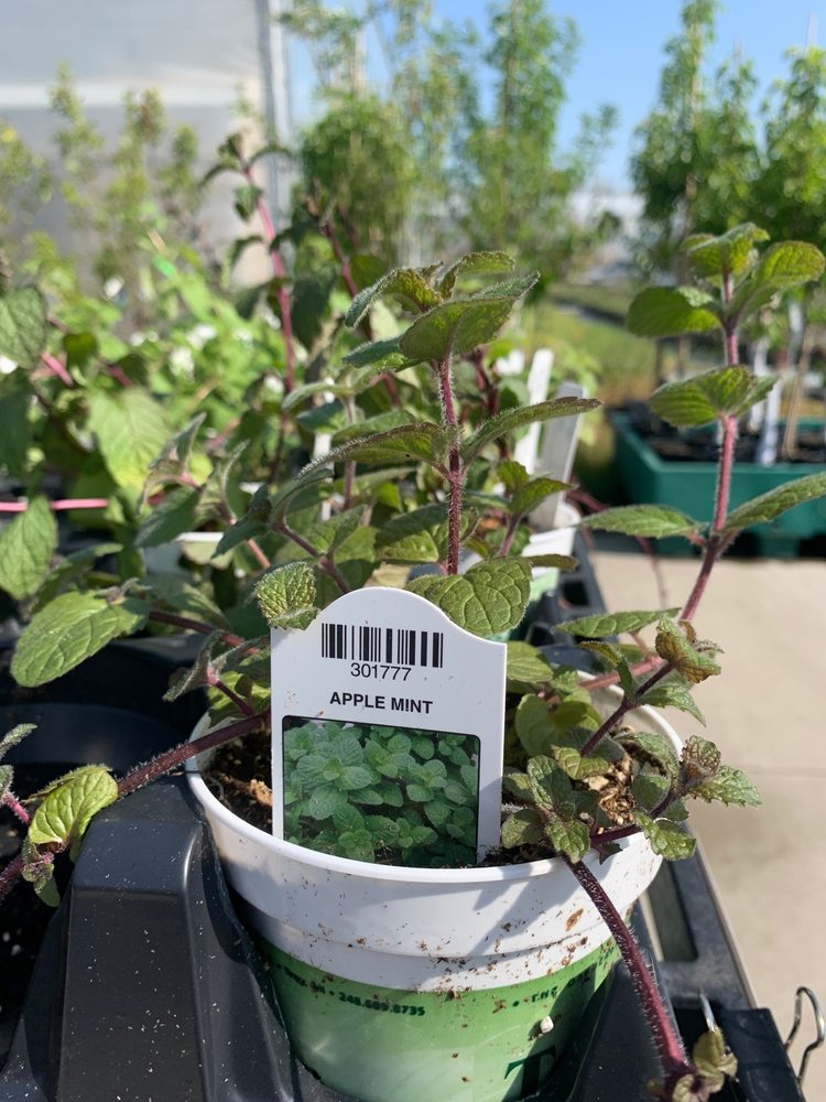 301 Moved Permanently