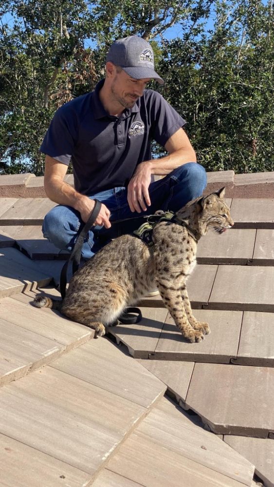 Slide of Wildcat Roofing & Restoration