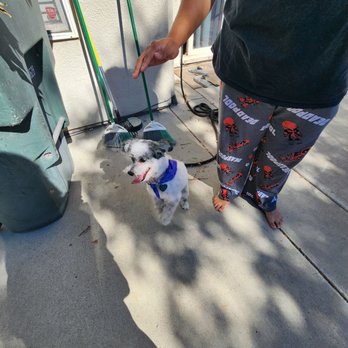 C&D’s Mobile Grooming - Runti looked fantastic thank you for the great work!!! - Pet Groomers Near Me