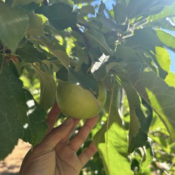 Pine-O-Mine Ranch - Granny smith - Fruits & Veggies Near Me - Placerville, California