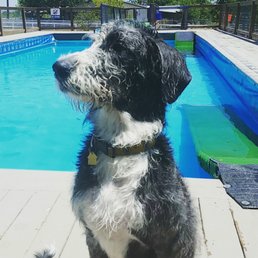 #GreatDanoodle #Bruin
