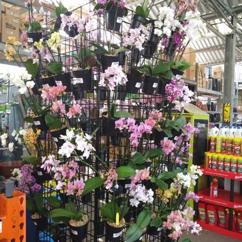 Home Depot - Beautiful orchids! - Hardware Stores Near Me - Honolulu, Hawaii Home Depot - Beautiful orchids! - Hardware Stores Near Me - Honolulu, Hawaii
