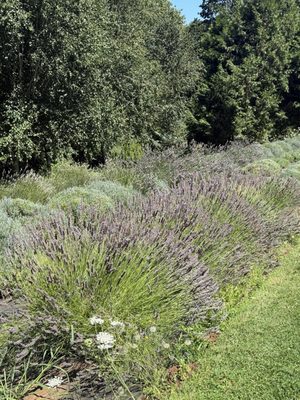 Durant Vineyards Tasting Room by null