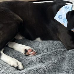 Mighty Mutt Shipping - Jeb in his forever home!