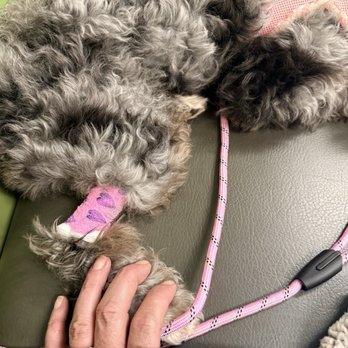 Avets - Leah Lou with a little extra love post blood draw - Veterinarians Near Me - Monroeville, Pennsylvania