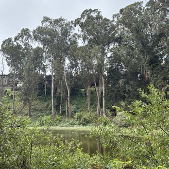 Pine Lake Park - The lake in front of the camp - Dog Parks Near Me - San Francisco, California