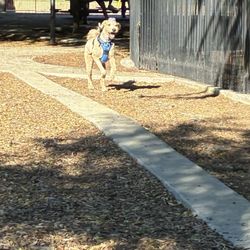 K9 Corral at Craig Ranch