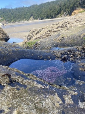 Oswald West State Park by null
