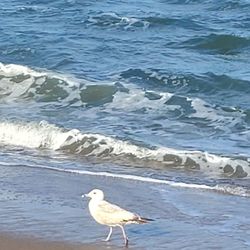 Rancho Guadalupe Dunes Preserve