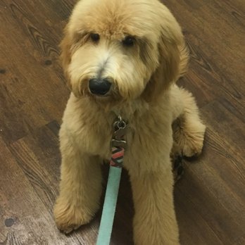 Animal Crackers - My beautiful ball of fluff after her first haircut at Animal Crackers. - Pet Stores Near Me - Miami, Florida Animal Crackers - My beautiful ball of fluff after her first haircut at Animal Crackers. - Pet Stores Near Me - Miami, Florida