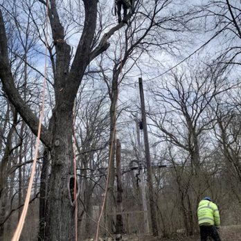 MGR Tree Services - Branch removals in Blue Ash area! - Tree Services Near Me