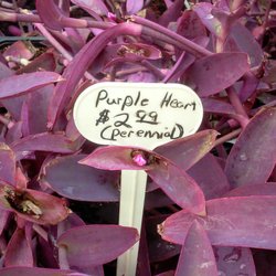 Davison's Nursery - Purple secretia