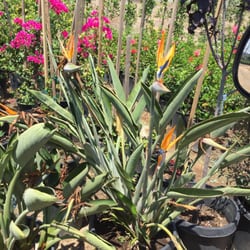 Gardena Nursery & Landscape Maintenance