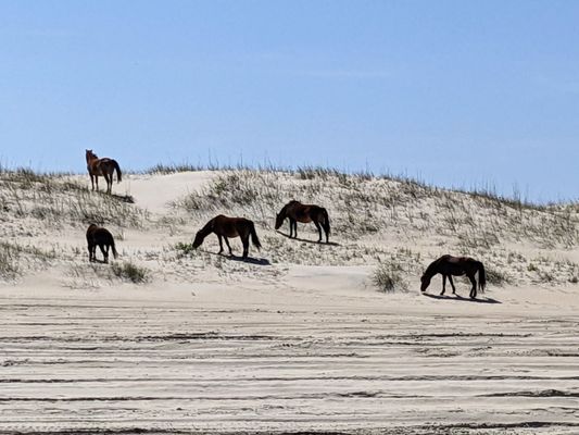 Corolla Wild Horse Tours by null