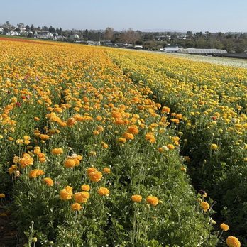 The Flower Fields - Venues & Event Spaces Near Me - Carlsbad, California