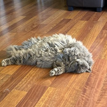 Claws N Paws Day Spa - Trevor - Pet Groomers Near Me - Fountain Valley, California Claws N Paws Day Spa - Trevor - Pet Groomers Near Me - Fountain Valley, California