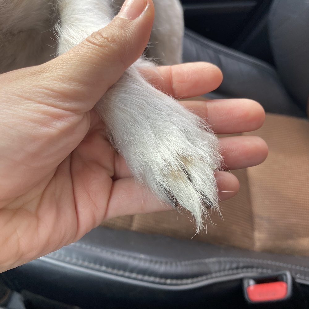 Underdog Pet Stylist - Pet Groomers Near Me - Oxnard, California Underdog Pet Stylist - Pet Groomers Near Me - Oxnard, California