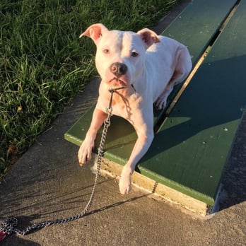 Bay Area K9 Training - Coco learning down and stay - Pet Training Near Me Bay Area K9 Training - Coco learning down and stay - Pet Training Near Me