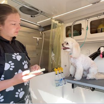 Rogue Rover Mobile Grooming - Fifi loves her new look! - Pet Groomers Near Me Rogue Rover Mobile Grooming - Fifi loves her new look! - Pet Groomers Near Me