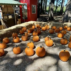 O'Halloran's Apple Trail Ranch - Visiting the Pumpkin Patch today! : - Pre-picked pumpkins (I prefer to pick them myself in their field!