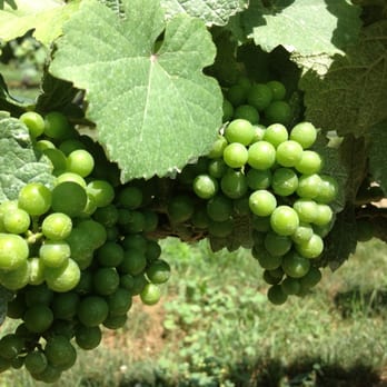 Pindar Vineyards - Wineries Near Me - Peconic, New York Pindar Vineyards - Wineries Near Me - Peconic, New York