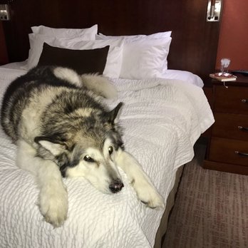 Residence Inn by Marriott Billings - My travel buddy resting after the first half of our drive home. - Hotels Near Me - Billings, Montana Residence Inn by Marriott Billings - My travel buddy resting after the first half of our drive home. - Hotels Near Me - Billings, Montana