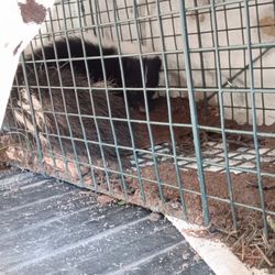 Socal Wildlife Removal - Cute, but smelly!
