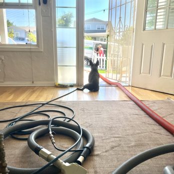 Green Steam - Dog - Carpet Cleaning Near Me - San Diego, California Green Steam - Dog - Carpet Cleaning Near Me - San Diego, California