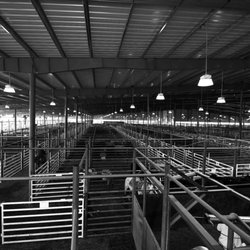 Blue Grass Stockyards - Holding pens in black and white