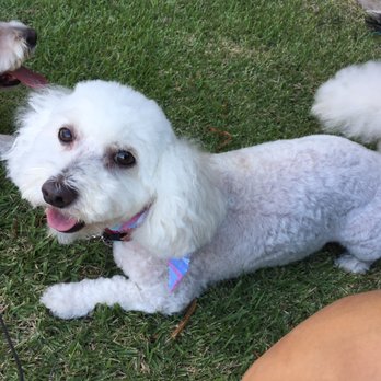 Ultimutt Grooming Salon - Ain't I cute? - Pet Groomers Near Me Ultimutt Grooming Salon - Ain't I cute? - Pet Groomers Near Me