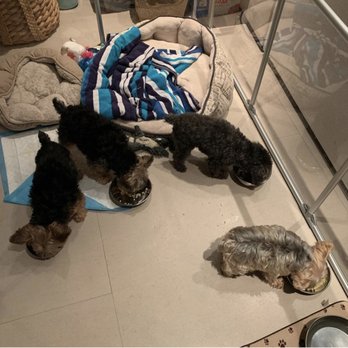 Paw Central - Cuteness overload! - Pet Sitting Near Me - Miami, Florida Paw Central - Cuteness overload! - Pet Sitting Near Me - Miami, Florida